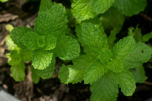 Fresh herb, Kitchen Mint. — Stock Photo, Image