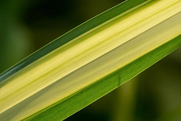 Close up de folha de Pandanus de listras brancas . — Fotografia de Stock