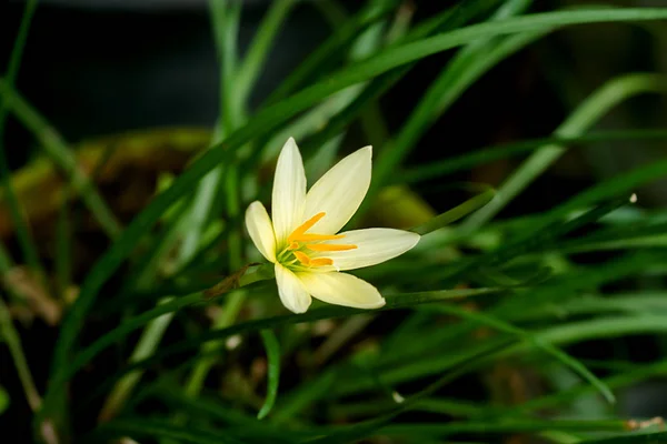 Bela flor de lírio chuva . — Fotografia de Stock