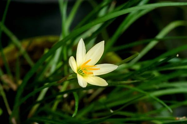 Krásný déšť lily květina. — Stock fotografie