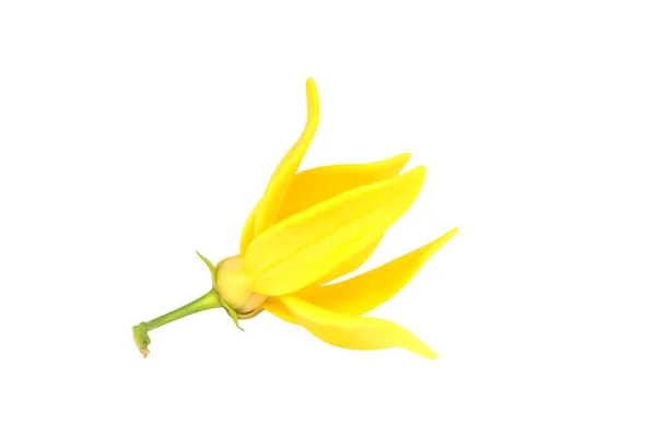 Fiore di Artabotrys siamensis . — Foto Stock