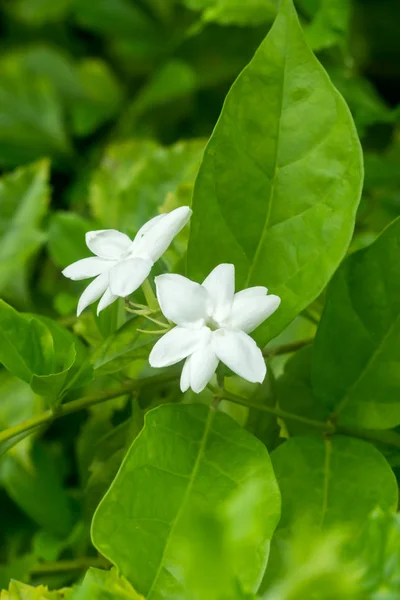 Branco de jasmim flor . — Fotografia de Stock