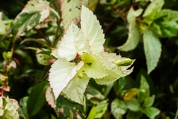 Ibisco con foglie macchiate — Foto Stock