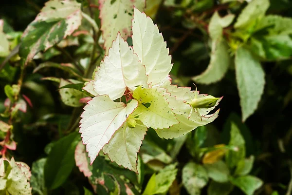 Hibiscus with leaves spotted — Stock Photo, Image