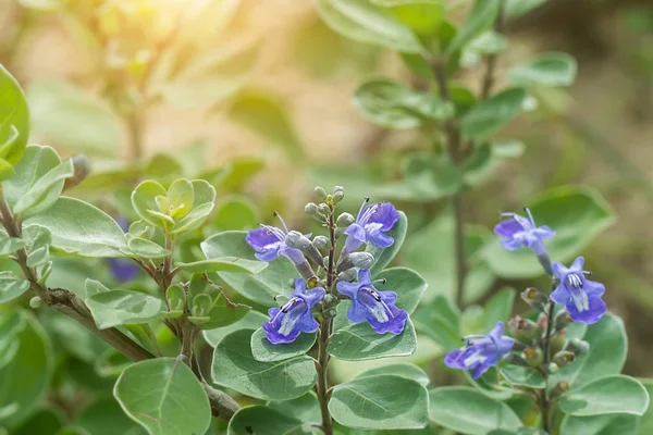 Vitex rotundifolia bitki. — Stok fotoğraf