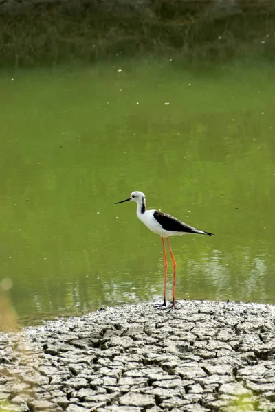 Pájaro basculante de alas negras . — Foto de Stock