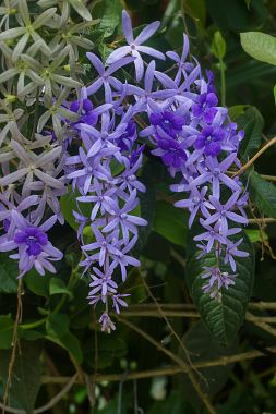 Menekşe Petrea çiçek ağaç üzerinde.