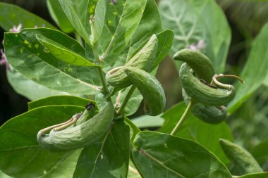 Mor taç çiçek yakın çekim.