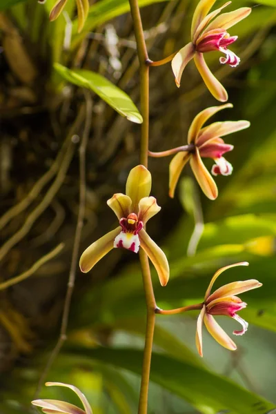 Cymbidum finlaysonianum kwiat orchidei. — Zdjęcie stockowe