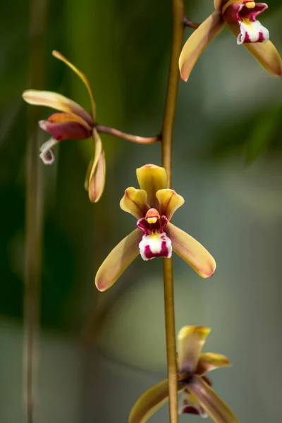 Cymbidium finlaysonianum orkidéer blomma. — Stockfoto