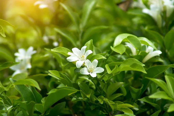 Close up of Murraya paniculata flower with green leaf. — Stock Photo, Image