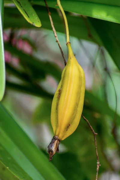 Cialde gialle di Cymbidium finlaysonianum orchids plant. — Foto Stock