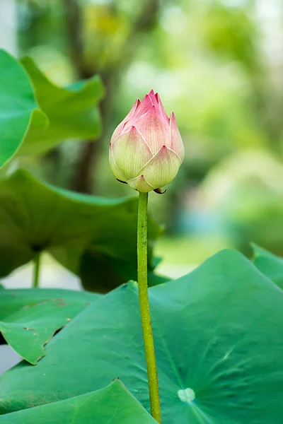 Rosa lotusblomma blommar. — Stockfoto
