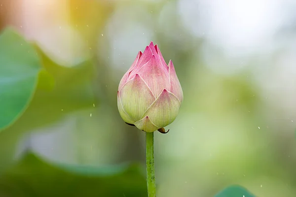 Fiore di loto rosa stanno fiorendo . — Foto Stock