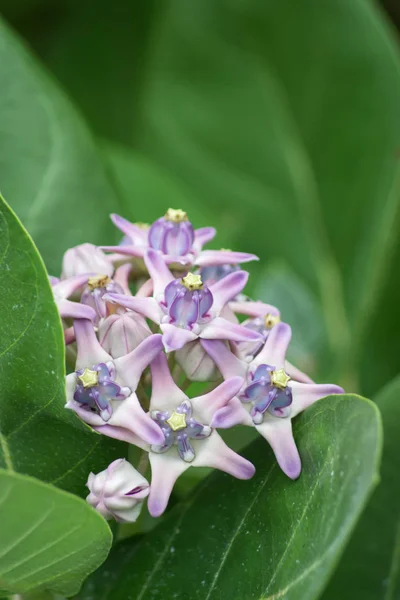 Close up van Violet Crown bloem. — Stockfoto