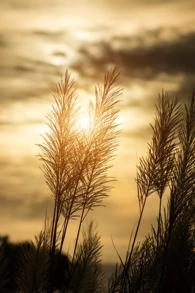 Silueta de Hierba de flores en verano con luz solar . — Foto de Stock