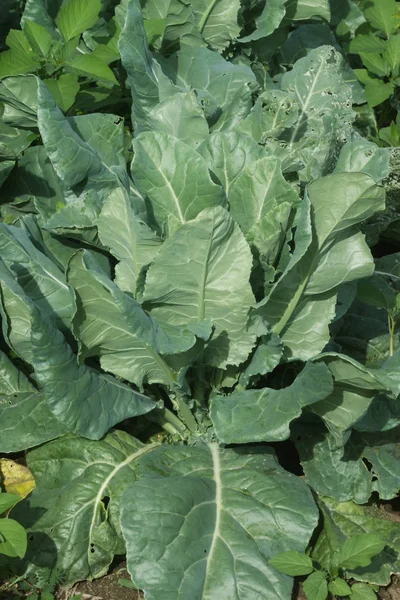 Green leaf of cauliflower — Stock Photo, Image
