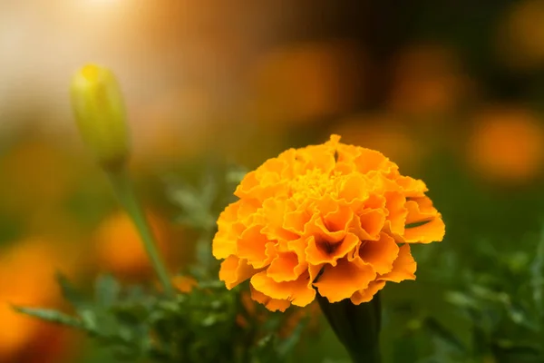 Laranja calêndulas flor no jardim . — Fotografia de Stock