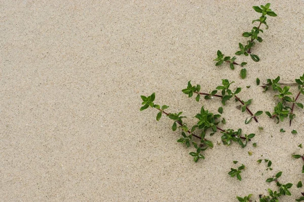 Sandy background with grass — Stock Photo, Image