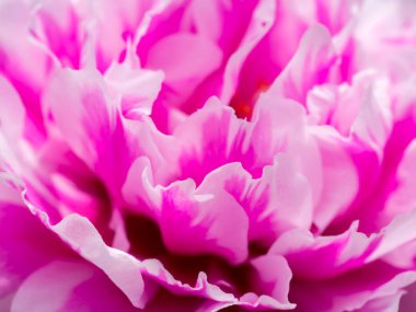 Portulaca grandiflora çiçek.