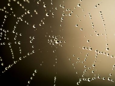 Web üzerindeki su damlası.