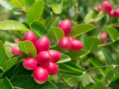 Bengal kuş üzümü meyvesi.