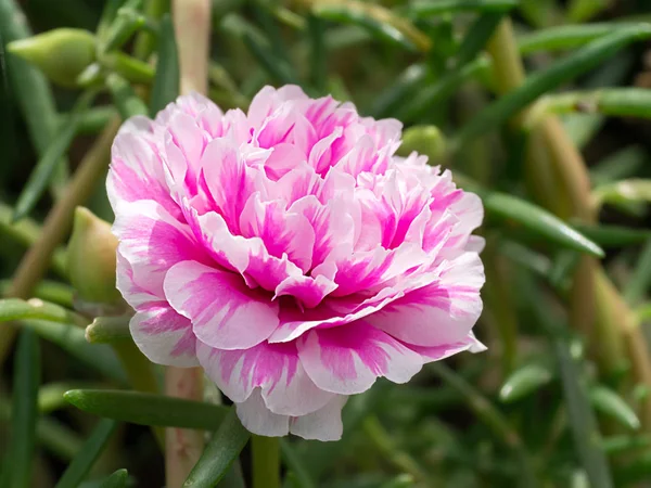 Portulaca grandiflora-Blüte. — Stockfoto