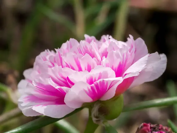 Portulaca grandiflora fleur . — Photo