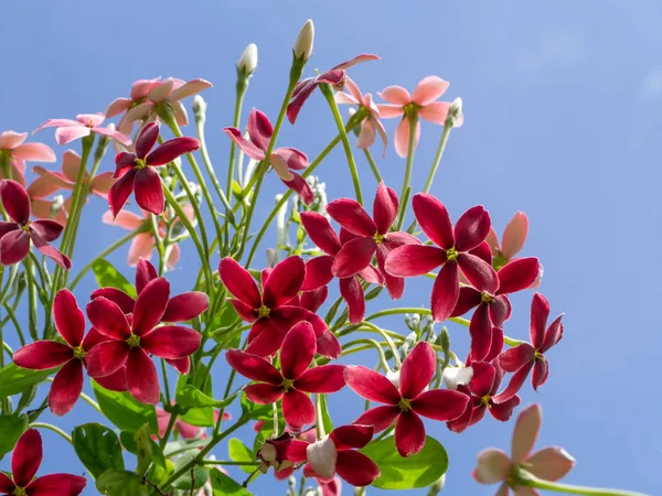 Close up of Combretum indicum flower. — Stock Photo, Image