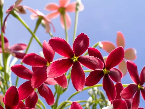 Närbild av Combretum indicum blomma. — Stockfoto