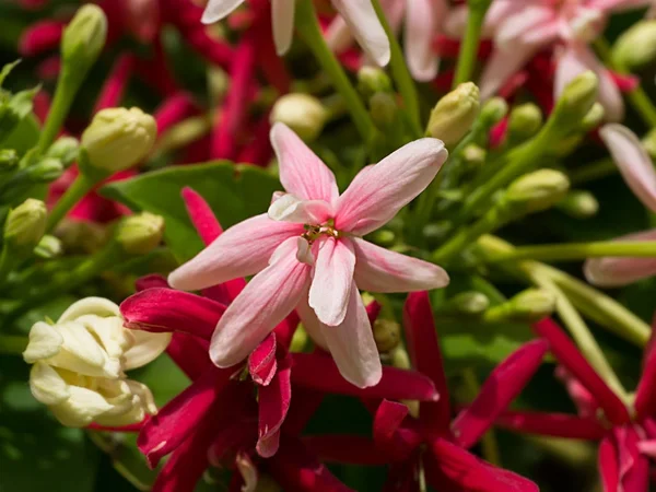 Zbliżenie kwiatów indicum Combretum. — Zdjęcie stockowe