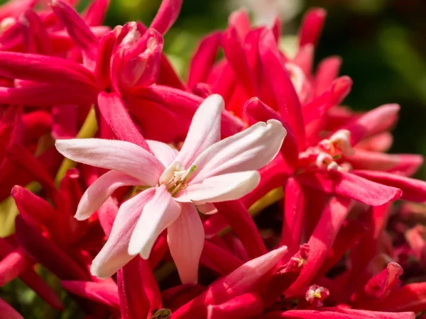 Närbild av Combretum indicum blomma. — Stockfoto