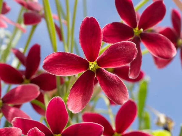 Primer plano de la flor Combretum indicum . —  Fotos de Stock