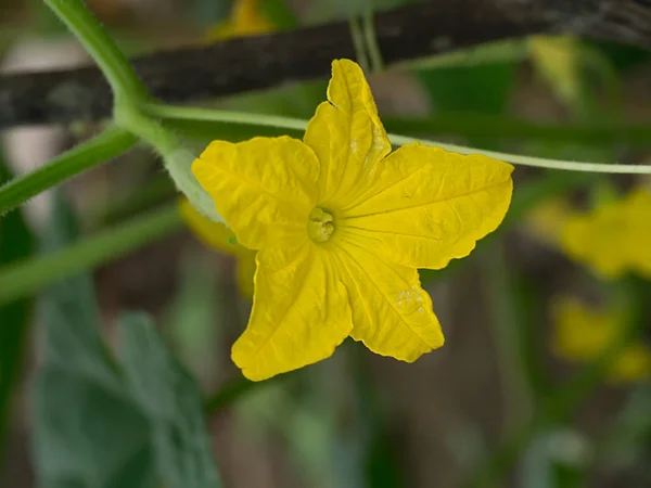 Close up de flor de pepino . — Fotografia de Stock