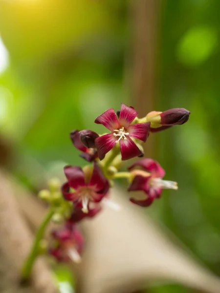 Zbliżenie na kwiat Bilimbi na drzewo. — Zdjęcie stockowe