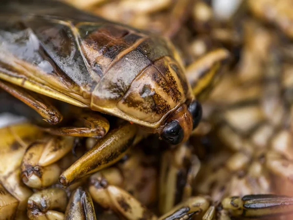 Närbild insekt av Lethocerus indicus. — Stockfoto