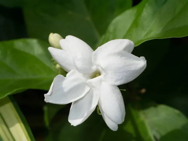 Wit van jasmijn bloem met groen blad. — Stockfoto