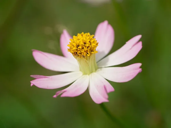 Små rosa kosmos blomma — Stockfoto