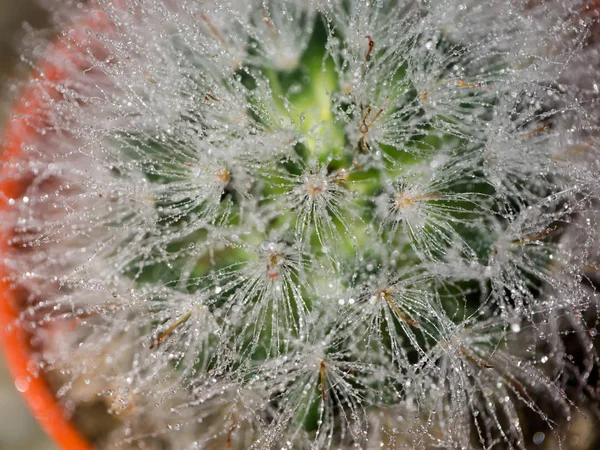 Close up de planta de cacto. — Fotografia de Stock