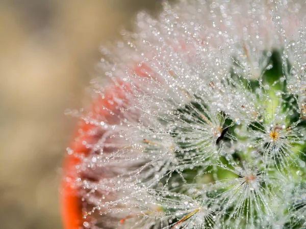 Close-up van cactusplant. — Stockfoto