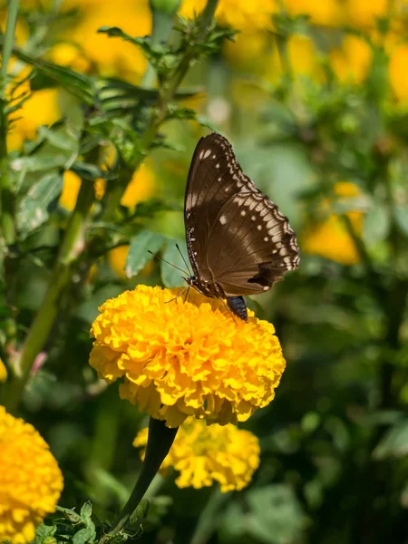 Fiore di calendula americano . — Foto Stock