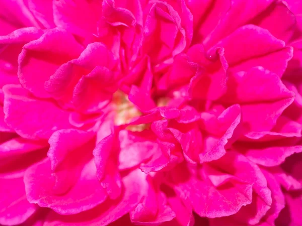 Nahaufnahme dunkelrosa Rose Blume. — Stockfoto