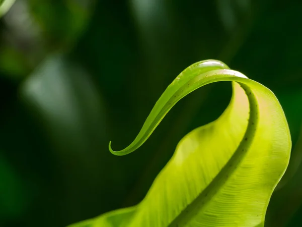 Młode liście paproci — Zdjęcie stockowe