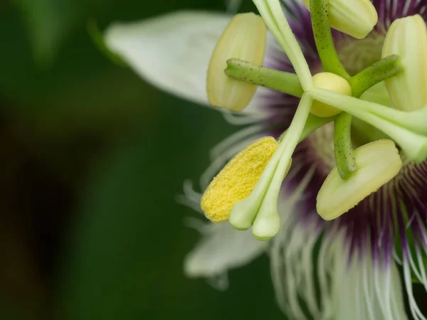 Close up van de passievrucht bloem. — Stockfoto