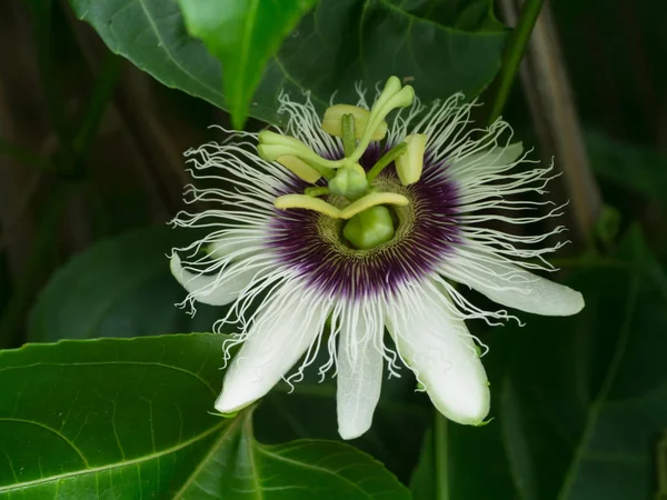 Close up of the Passion Fruit flower. — Stock Photo, Image