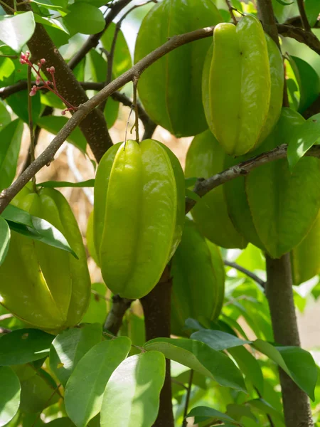 Sternfrucht am Baum. — Stockfoto