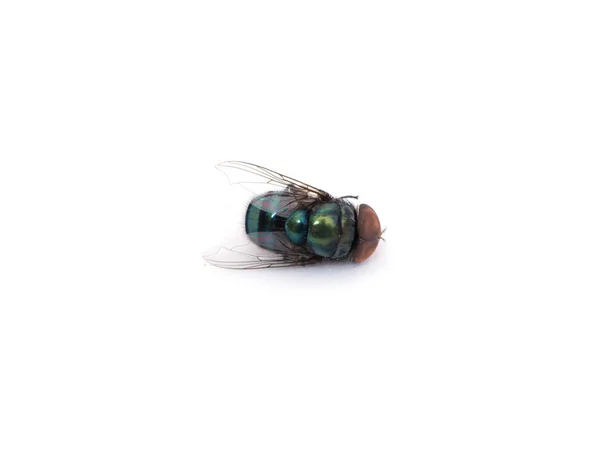 Muerte de una mosca sobre un fondo blanco — Foto de Stock