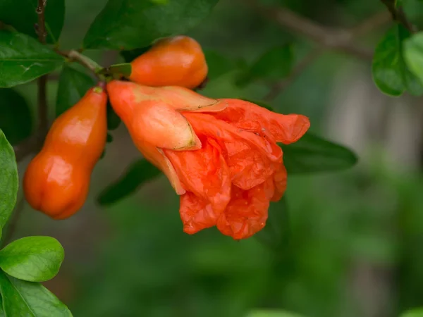 La fleur des fruits de grenade . — Photo