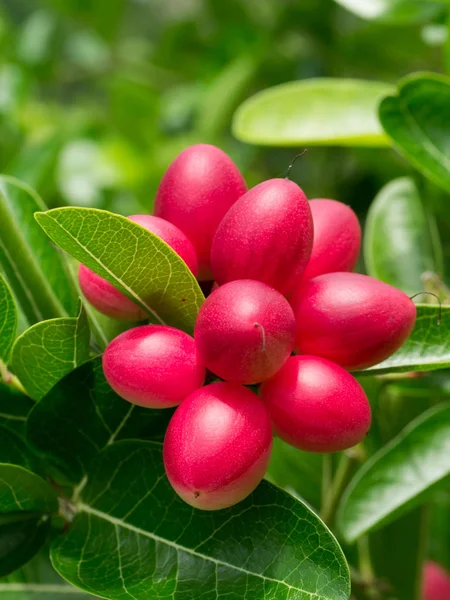 Fruits des courants du Bengale . — Photo