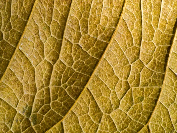 Het oppervlak van het blad wordt bruin. — Stockfoto